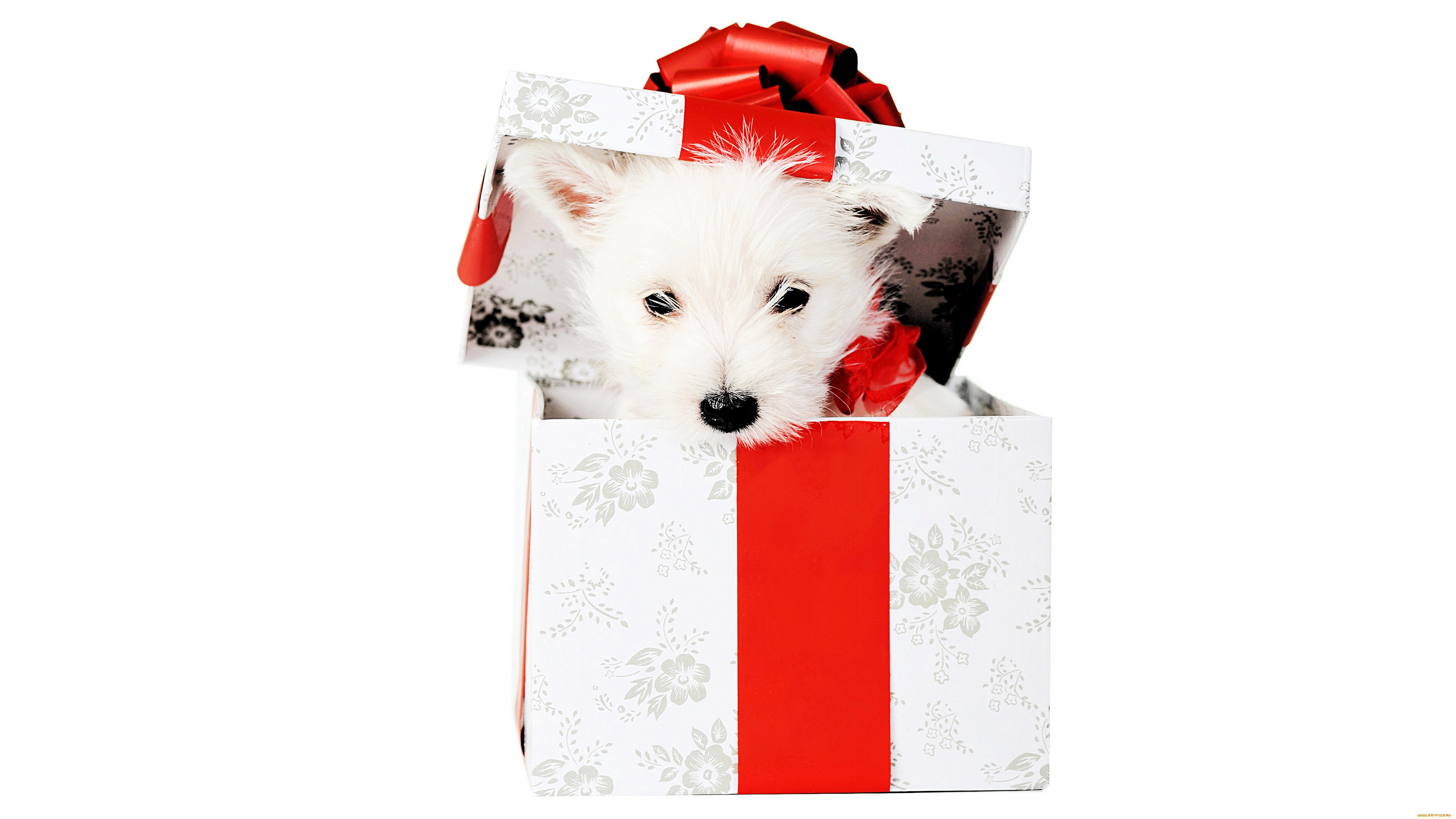 ��������, ������, ������, �����, �������, �������